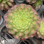 Aeonium Do You Know - Image 2