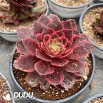 Aeonium Lafite Queen