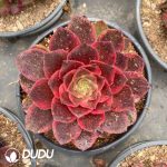 Aeonium Lafite Queen - Image 2