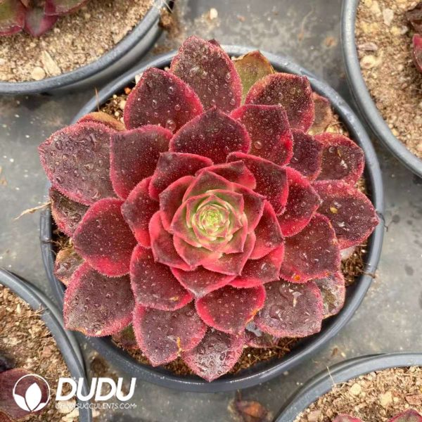 Aeonium Lafite Queen - Image 2