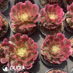 Aeonium Rainbow After The Rain - Image 2