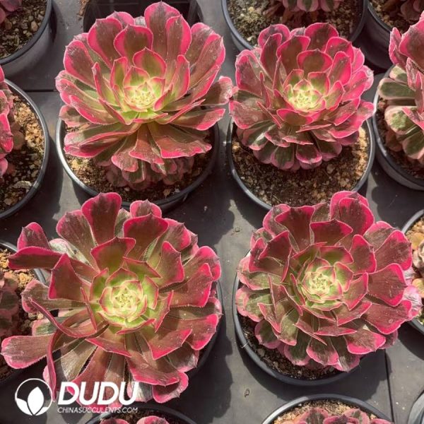 Aeonium Rainbow After The Rain - Image 2