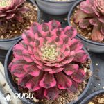 Aeonium Rainbow After The Rain
