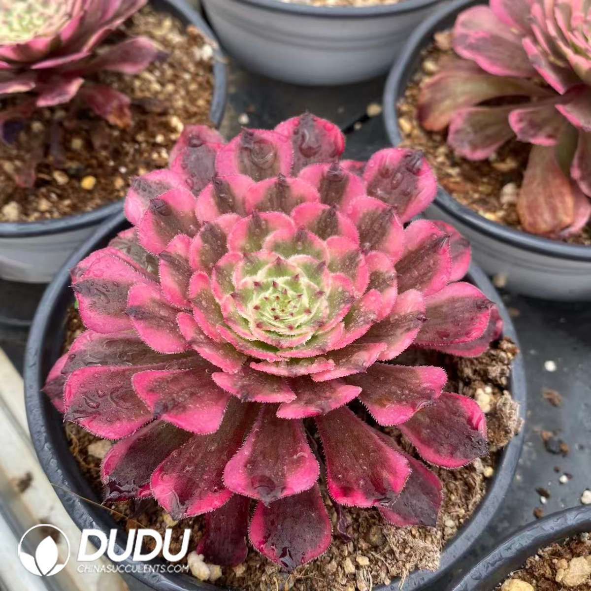 09347D120201.jpg Aeonium Rainbow After The Rain - Image 1
