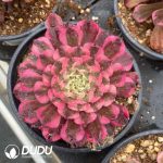 Aeonium Rainbow After The Rain - Image 2