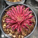 Aeonium Princess Mononoke