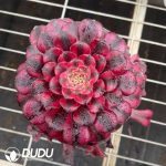 Aeonium Little Red Riding Hood