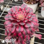 Aeonium Little Red Riding Hood - Image 2