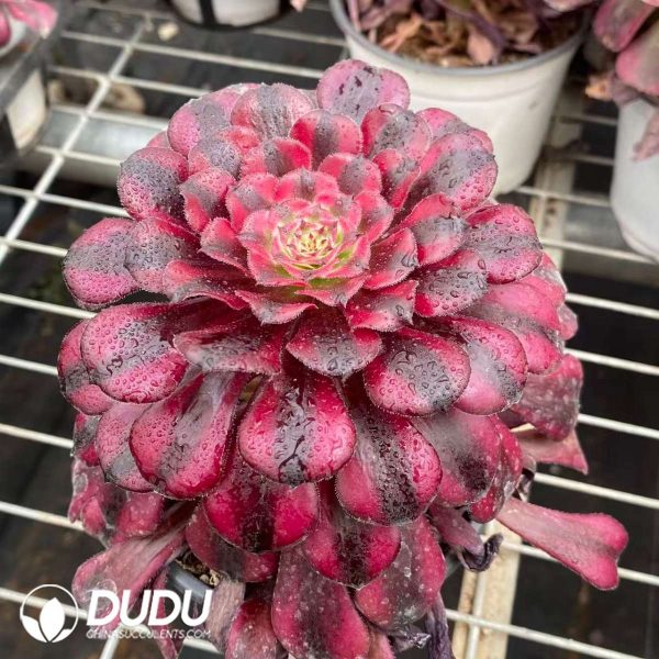 Aeonium Little Red Riding Hood - Image 2