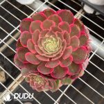Aeonium Pink Flower Demon Variegated