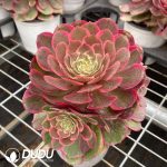 Aeonium Pink Flower Demon Variegated - Image 2