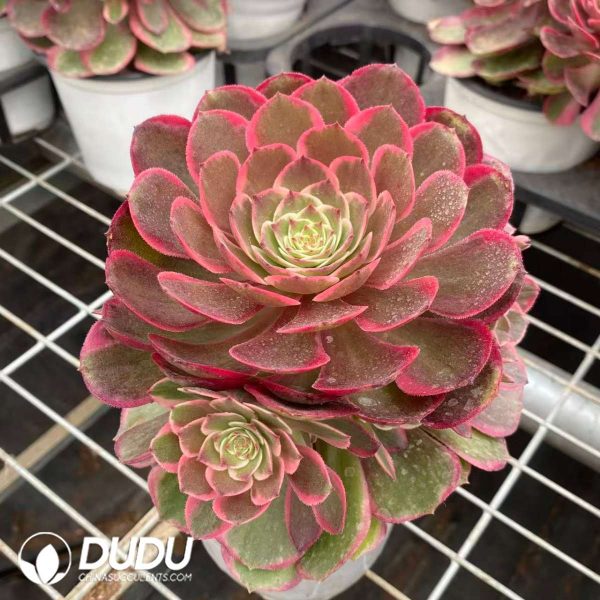 Aeonium Pink Flower Demon Variegated - Image 2