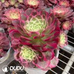 Aeonium Jinghua Shuiyue Variegated Clustering
