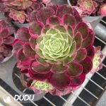 Aeonium Jinghua Shuiyue Variegated Clustering - Image 2