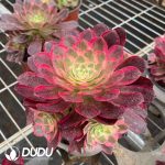 Aeonium Pink Hibiscus Variegated