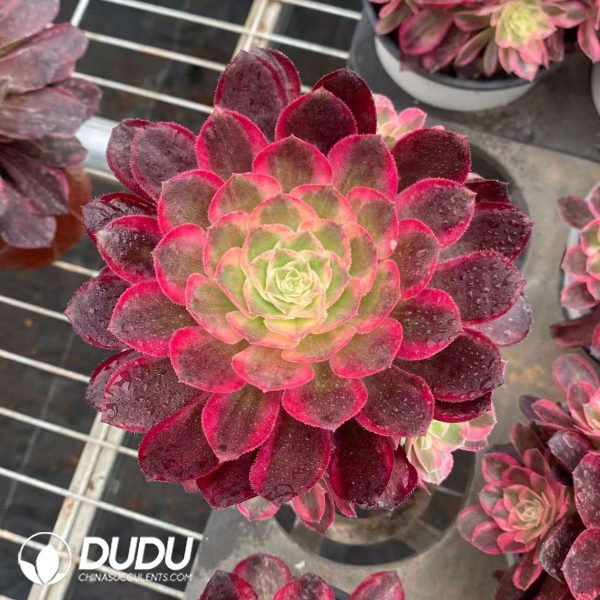 Aeonium Pink Hibiscus Variegated - Image 2
