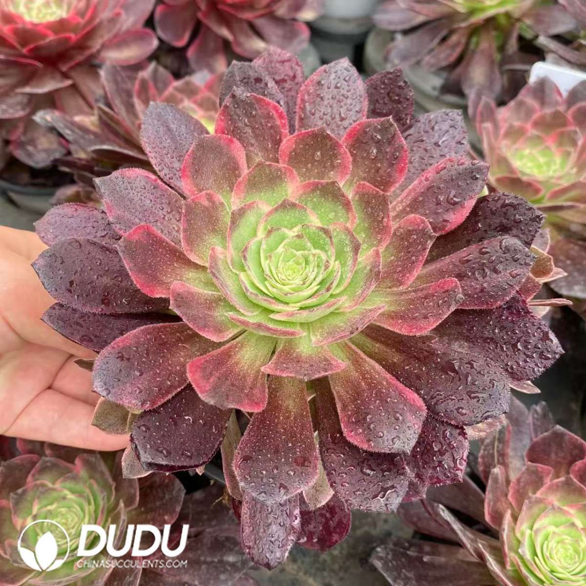 09353D120201.jpg Aeonium Obsidian Variegated - Image 1
