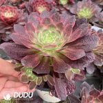 Aeonium Obsidian Variegated - Image 2