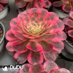 Aeonium The Sea God Variegated