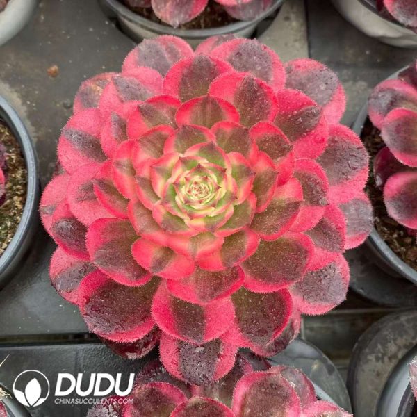 Aeonium The Sea God Variegated - Image 2