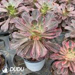 Aeonium Striated Variegation