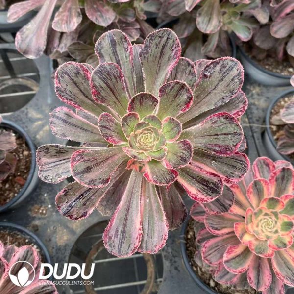 Aeonium Striated Variegation - Image 2