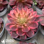 Aeonium Black Devil Variegated