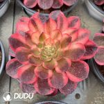 Aeonium Black Devil Variegated - Image 2