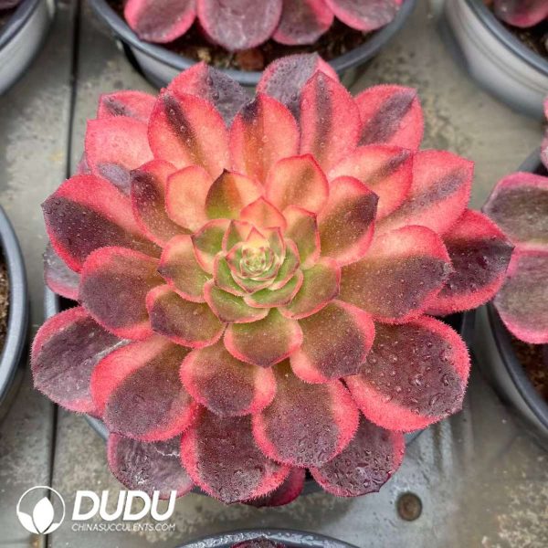 Aeonium Black Devil Variegated - Image 2