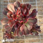 Aeonium Pink Chanel Variegated