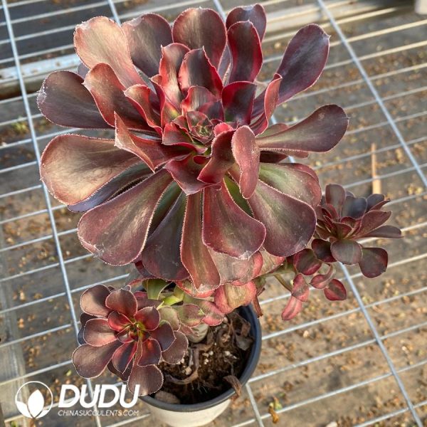 Aeonium Pink Chanel Variegated - Image 2