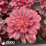 Aeonium Pink Chanel Variegated