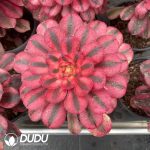 Aeonium Pink Chanel Variegated - Image 2