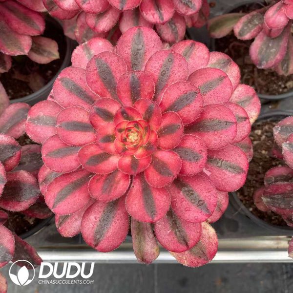 Aeonium Pink Chanel Variegated - Image 2