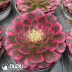 Aeonium Purple Moonlight Variegated