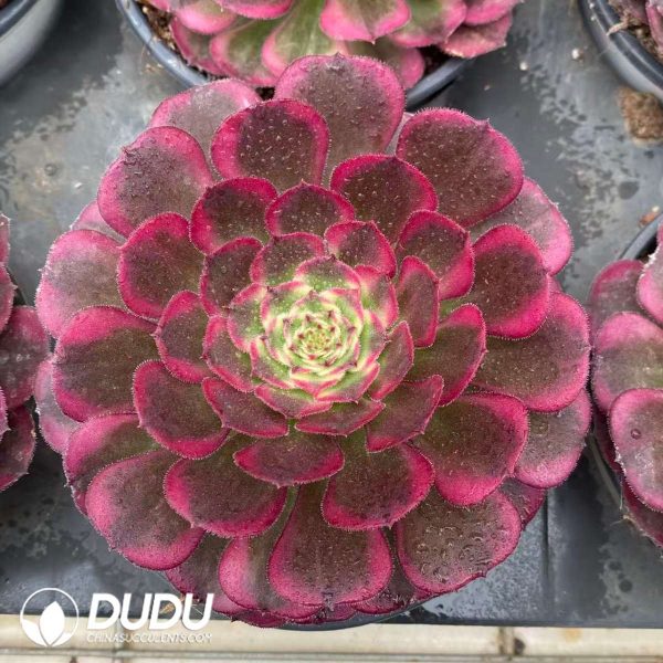 Aeonium Purple Moonlight Variegated - Image 2