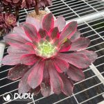 Aeonium Eye of Demon Variegated
