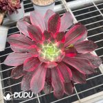 Aeonium Eye of Demon Variegated - Image 2