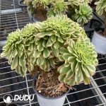 Aeonium Golden Jade Variegated Cristata