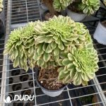 Aeonium Golden Jade Variegated Cristata - Image 2