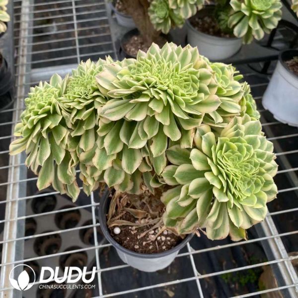 Aeonium Golden Jade Variegated Cristata - Image 2