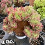 Aeonium White Phoenix Variegated Cristata