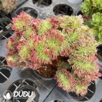 Aeonium White Phoenix Variegated Cristata - Image 2