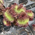 Aeonium Aquarius Variegated Cristata