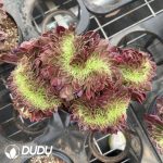 Aeonium Aquarius Variegated Cristata - Image 2