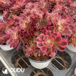 Aeonium Lady Variegated Cristata