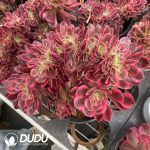 Aeonium Lady Variegated Cristata - Image 2