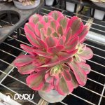 Aeonium Pink Beauty