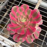 Aeonium Pink Beauty - Image 2