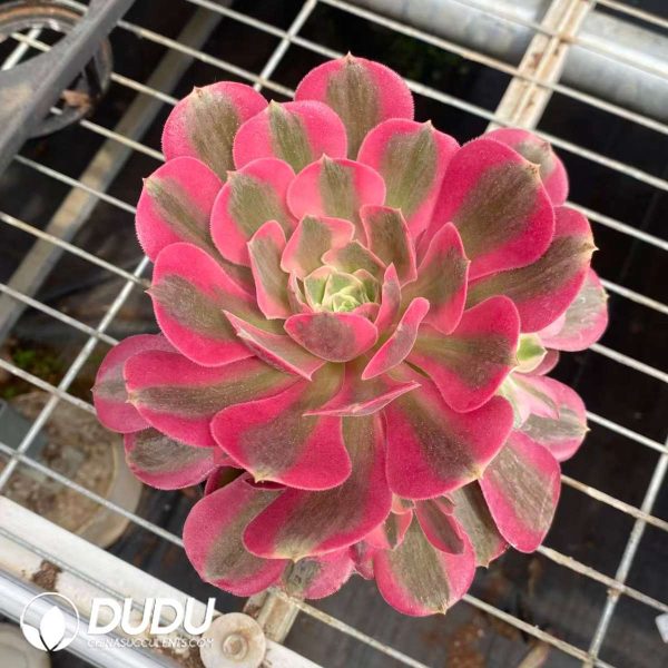 Aeonium Pink Beauty - Image 2